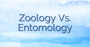 Zoology Vs. Entomology